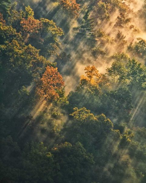 NY, Letchworth SP Sunrise lights foggy forest